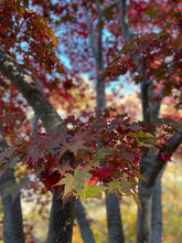 Load image into Gallery viewer, Acer palmatum &#39;Osakazuki&#39;
