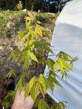 Load image into Gallery viewer, Acer palmatum &#39;Osakazuki&#39;
