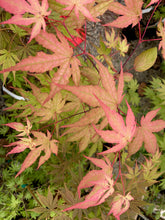 Load image into Gallery viewer, Acer palmatum &#39;Pastel&#39;
