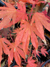 Load image into Gallery viewer, Acer palmatum &#39;Sawa chidori&#39;
