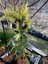 Load image into Gallery viewer, Cryptomeria japonica &#39;Sekkan sugi&#39;
