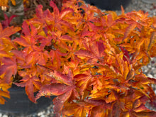 Load image into Gallery viewer, Acer palmatum &#39;Shishigashira&#39;
