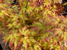 Load image into Gallery viewer, Acer palmatum &#39;Shishiohime&#39;
