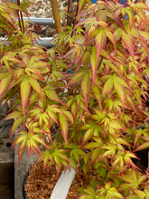 Load image into Gallery viewer, Acer palmatum &#39;Shishiohime&#39;
