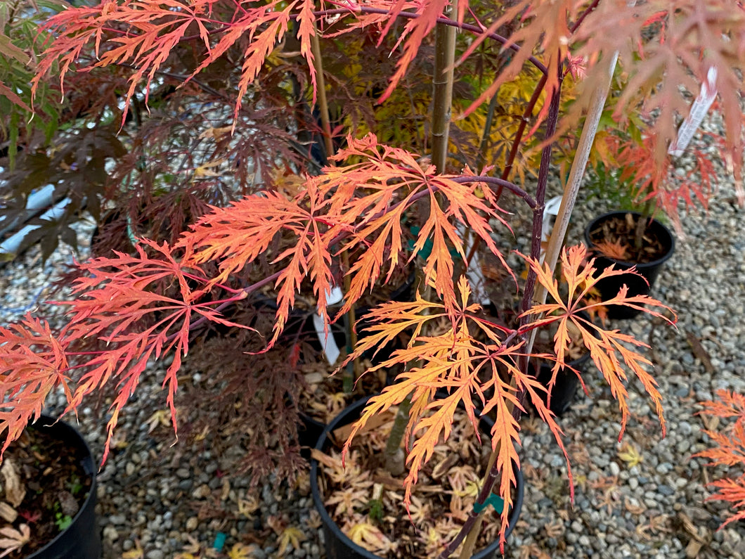 Acer palmatum dissectum 'Shu shidare'