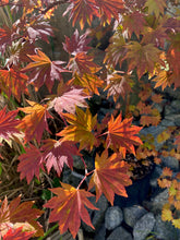 Load image into Gallery viewer, Acer sieboldianum &#39;Seki no kegon&#39;

