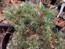 Load image into Gallery viewer, Pinus parviflora &#39;Tani mano uki&#39;
