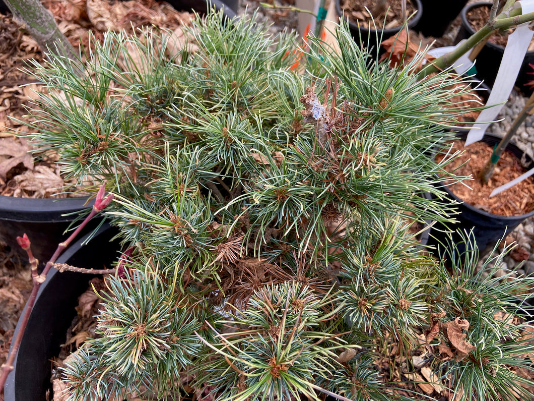 Pinus parviflora 'Tani mano uki'