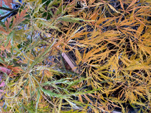 Load image into Gallery viewer, Acer palmatum dissectum &#39;Toyama nishiki&#39;
