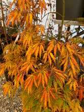 Load image into Gallery viewer, Acer palmatum dissectum &#39;Washi-no-o&#39;
