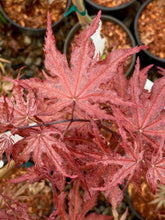 Load image into Gallery viewer, Acer palmatum &#39;Waveleaf&#39;

