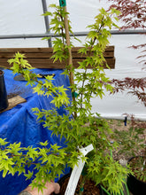 Load image into Gallery viewer, Acer palmatum &#39;Yama hime&#39;
