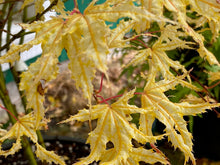 Load image into Gallery viewer, Acer palmatum &#39;Peaches and Cream&#39;
