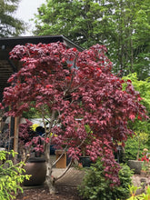 Load image into Gallery viewer, Acer palmatum &#39;Purple Ghost&#39;
