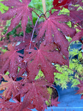 Load image into Gallery viewer, Acer palmatum &#39;Purple Ghost&#39;
