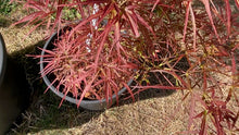 Load image into Gallery viewer, Acer palmatum &#39;Red Pygmy&#39;
