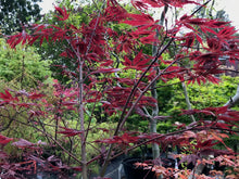 Load image into Gallery viewer, Acer palmatum &#39;Sherwood Flame&#39;
