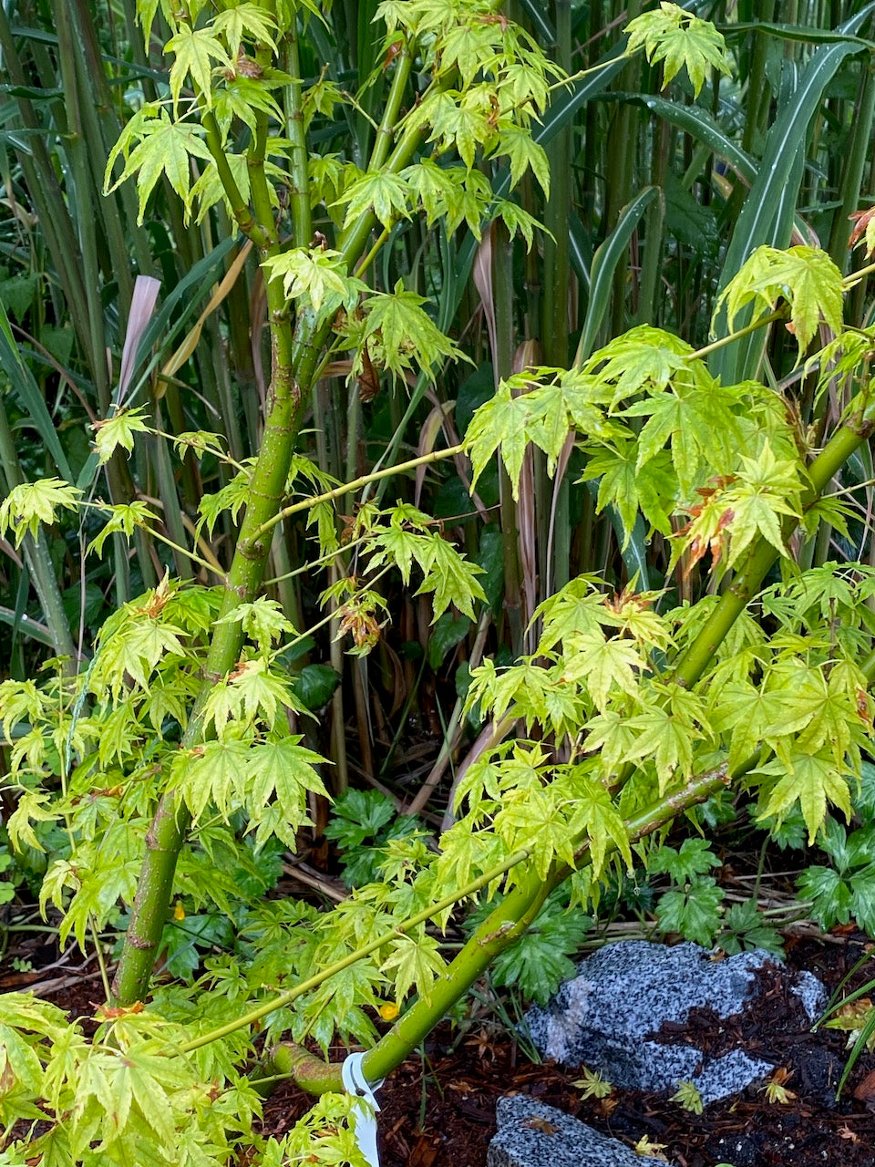 Acer palmatum 'Shidava Gold'