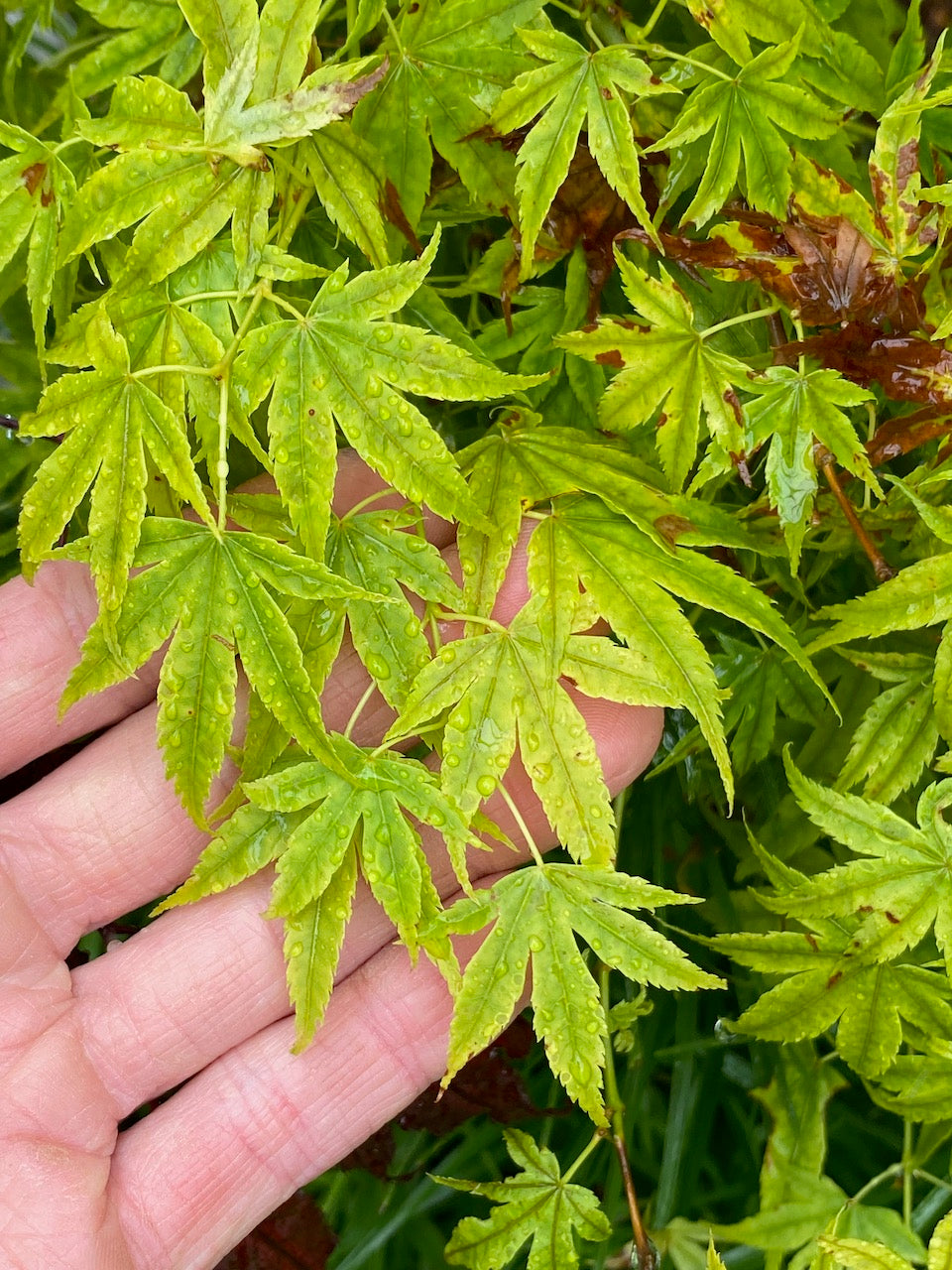Acer palmatum 'Shidava Gold'