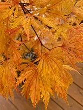 Load image into Gallery viewer, Acer palmatum &#39;Sister Ghost&#39;
