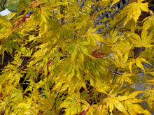 Load image into Gallery viewer, Acer palmatum &#39;White Peaches&#39;
