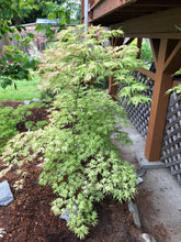 Load image into Gallery viewer, Acer palmatum &#39;White Peaches&#39;
