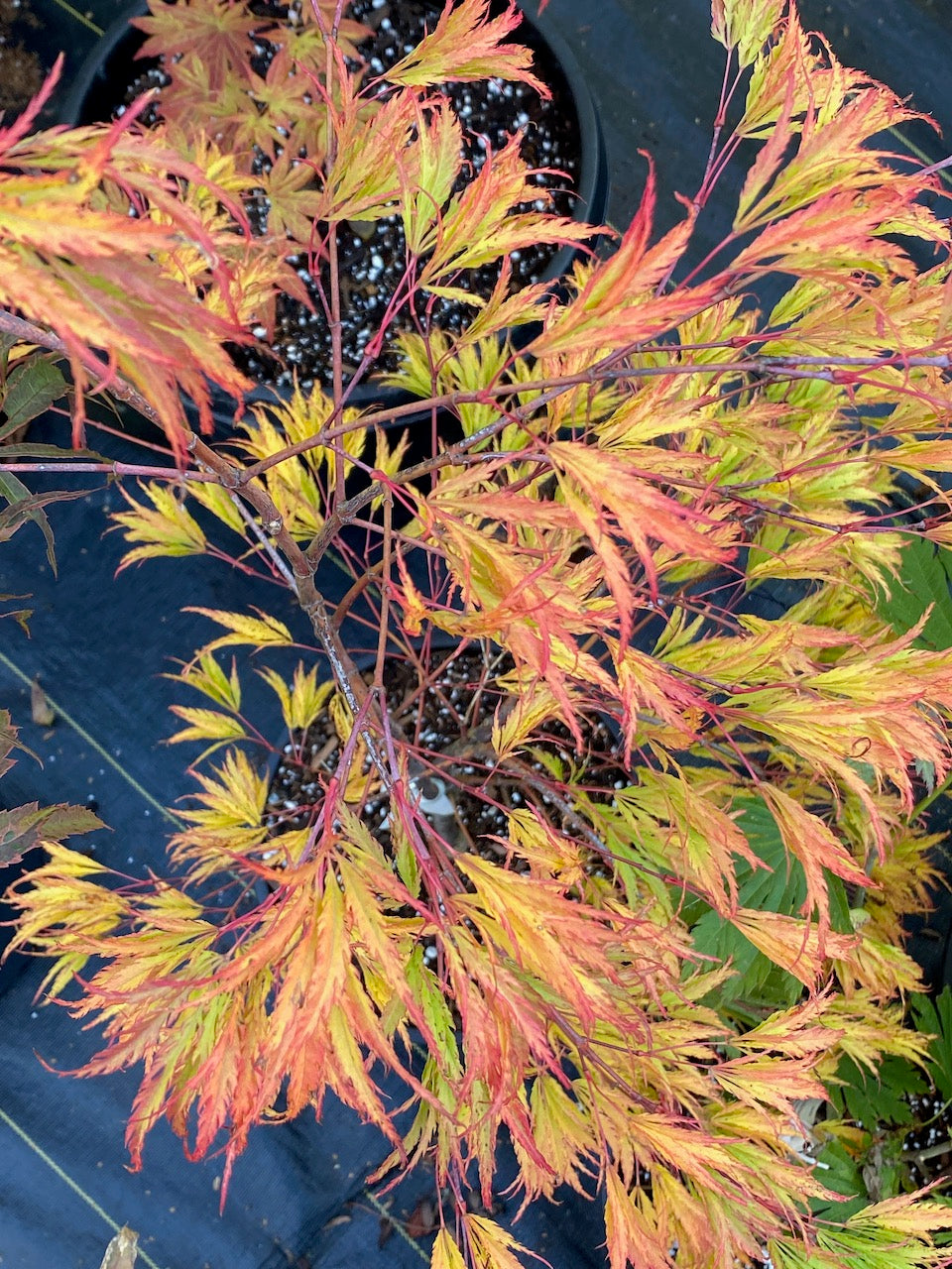 Acer palmatum dissectum 'Washi-no-o'