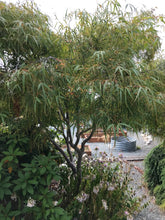 Load image into Gallery viewer, Acer palmatum &#39;Ao yagi gawa&#39;
