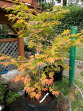 Load image into Gallery viewer, Acer palmatum &#39;Festival&#39;
