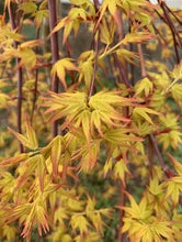 Load image into Gallery viewer, Acer palmatum &#39;Golden Falls&#39;
