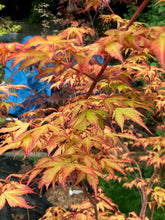 Load image into Gallery viewer, Acer palmatum &#39;Katsura&#39;
