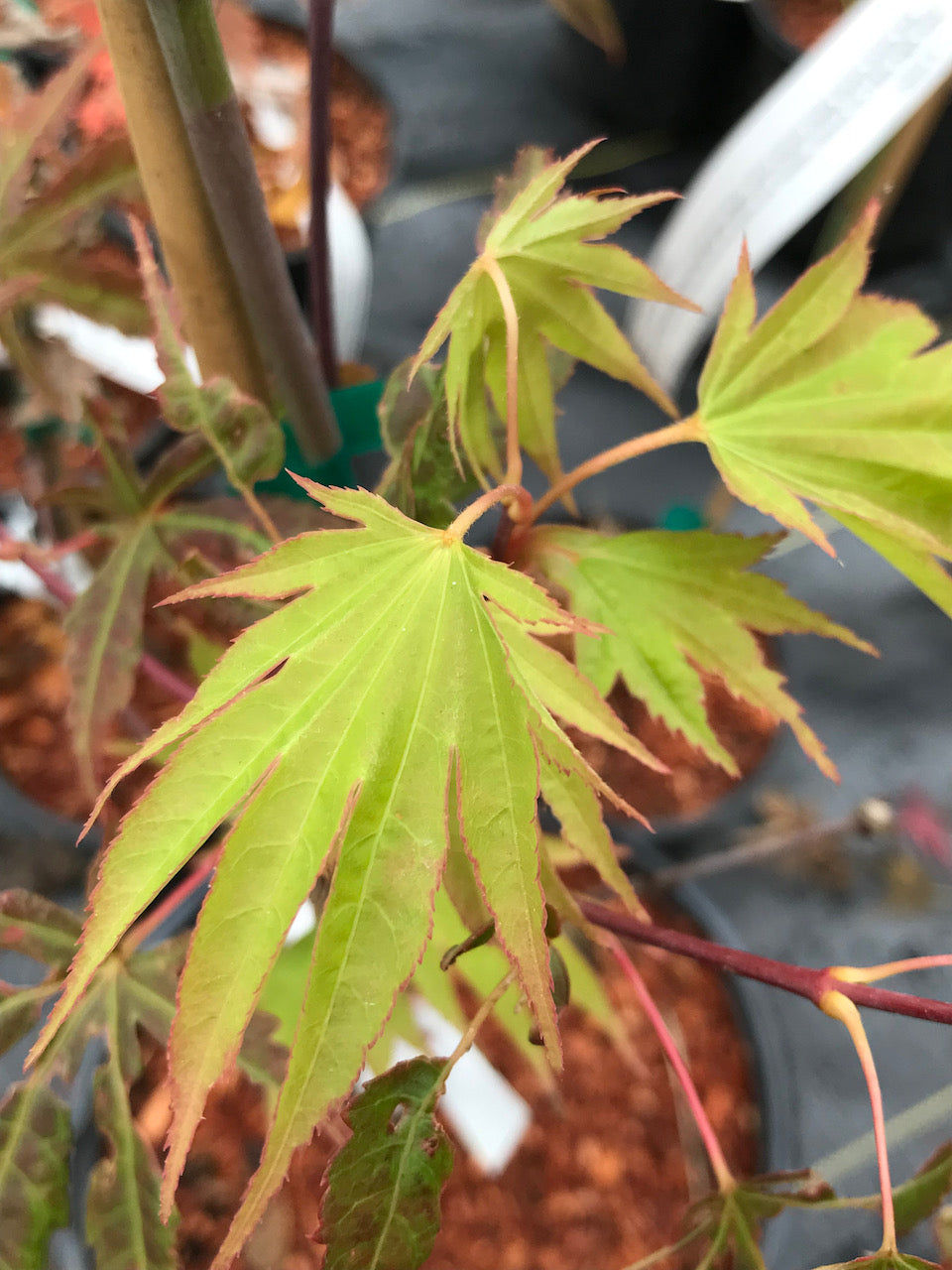 Acer palmatum 'Matsuyoi'