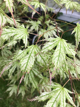 Load image into Gallery viewer, Acer palmatum &#39;Peaches and Cream&#39;
