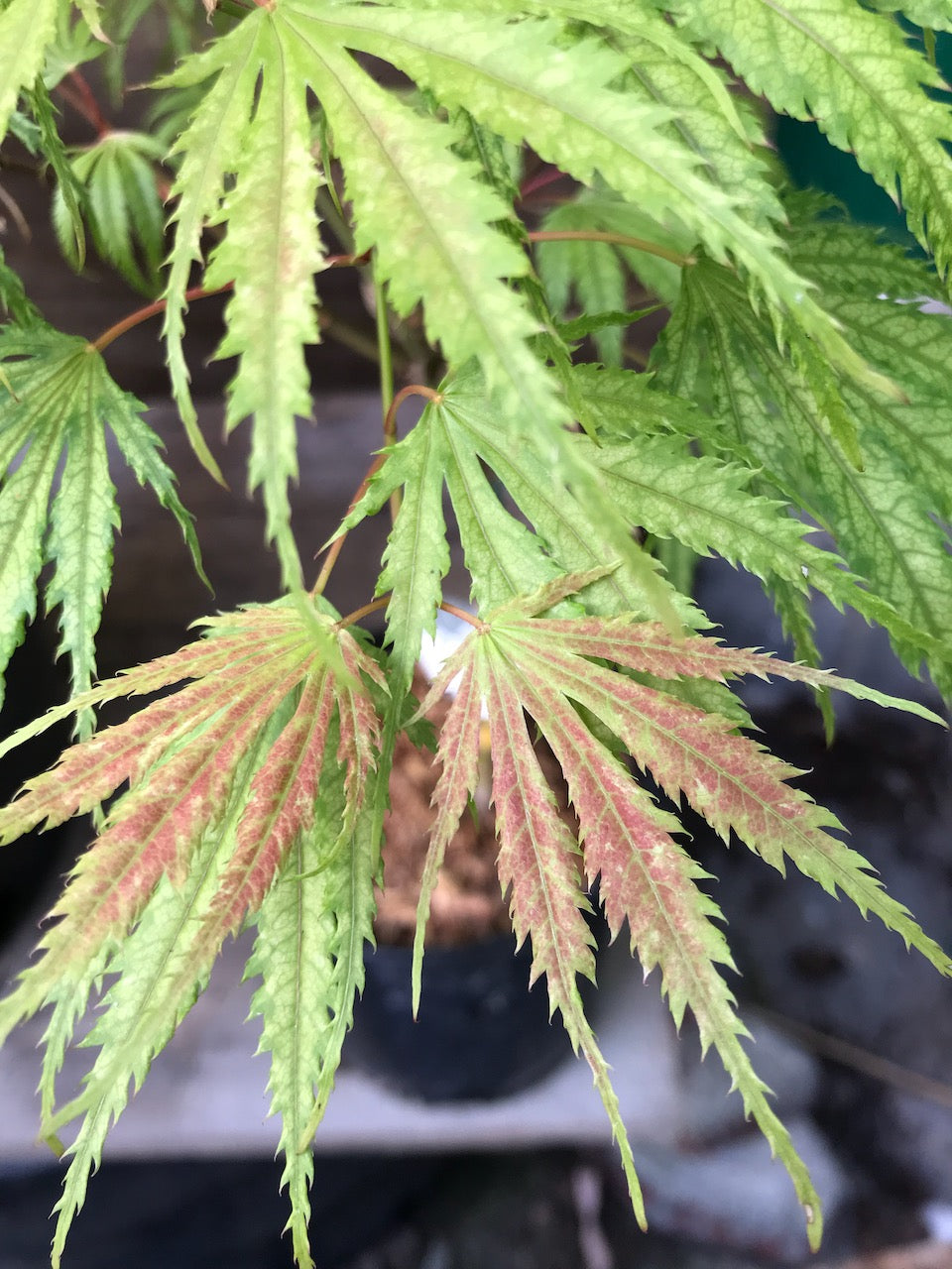 Acer palmatum 'Tiger Rose'
