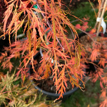 Load image into Gallery viewer, Acer palmatum dissectum &#39;Sunset&#39;

