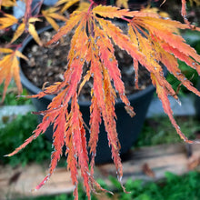 Load image into Gallery viewer, Acer palmatum dissectum &#39;Washi-no-o&#39;
