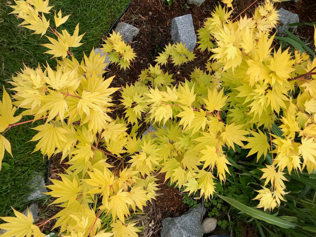 Acer shirasawanum 'Jordan'