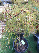 Load image into Gallery viewer, Acer palmatum &#39;Fairyhair&#39;
