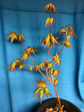 Load image into Gallery viewer, Acer palmatum (green/smooth Japanese maple)
