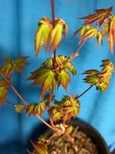 Load image into Gallery viewer, Acer palmatum (green/smooth Japanese maple)
