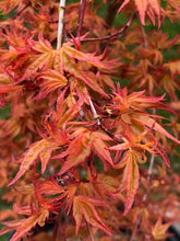 Load image into Gallery viewer, Acer palmatum &#39;Golden Falls&#39;
