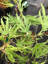 Load image into Gallery viewer, Acer palmatum &#39;Hiryu&#39;
