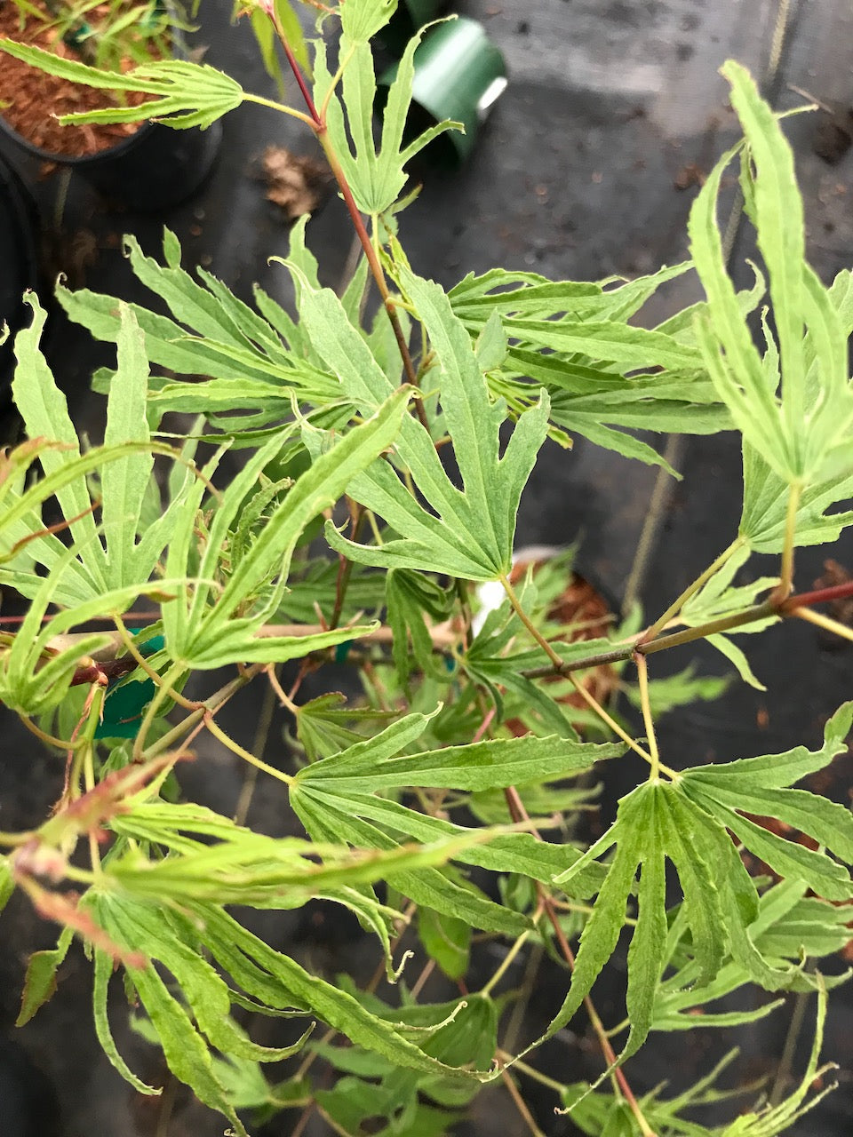 Acer palmatum 'Hiryu'
