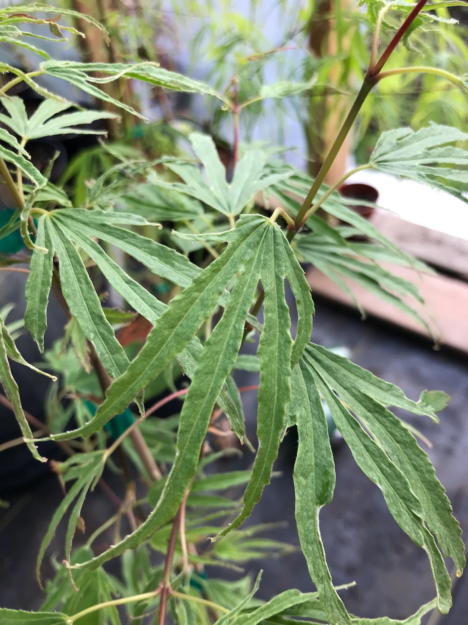 Acer palmatum 'Hiryu'