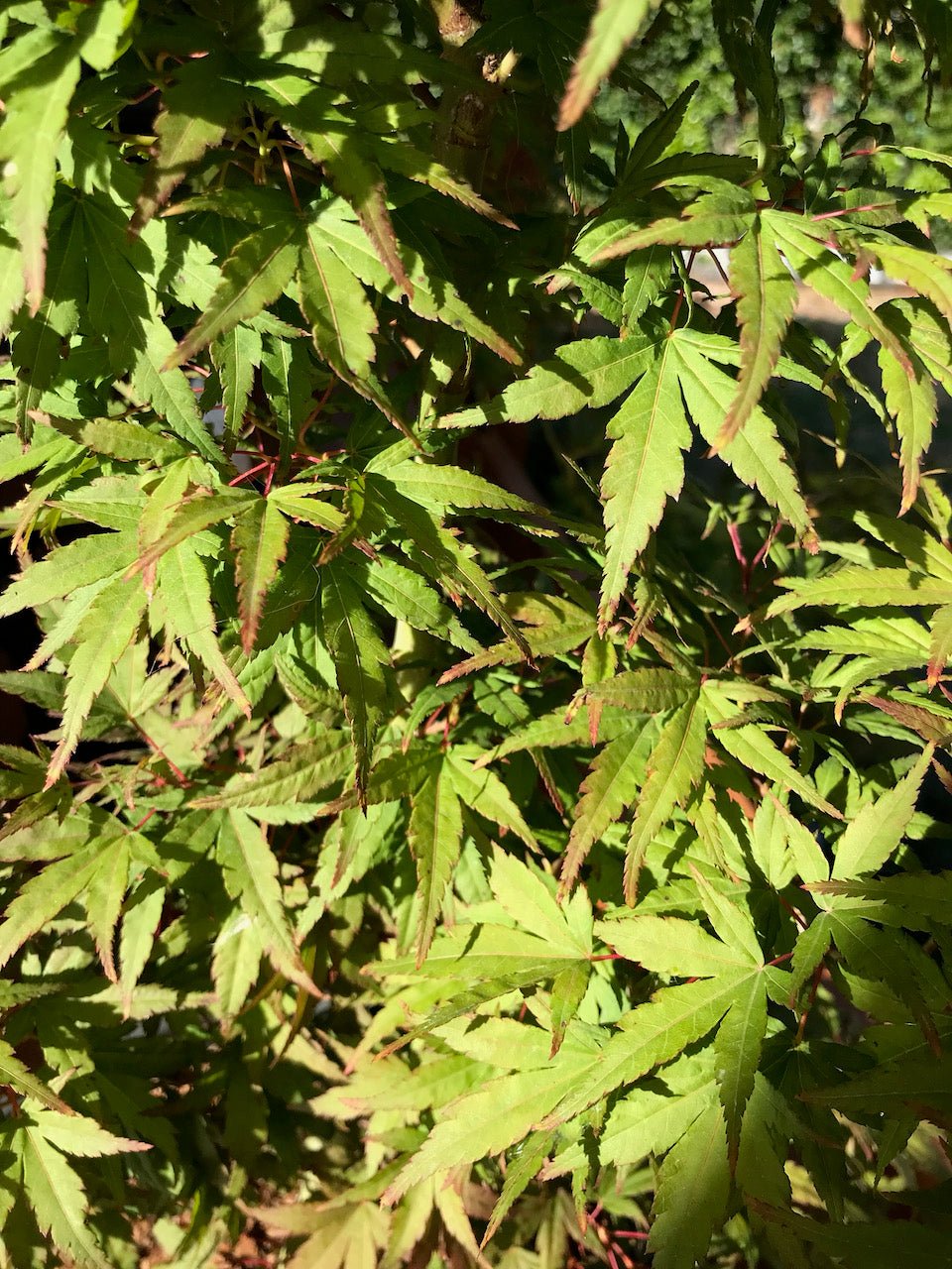 Acer palmatum 'Seiun Kaku'