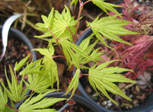 Load image into Gallery viewer, Acer palmatum &#39;Tiger Rose&#39;
