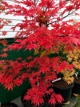 Load image into Gallery viewer, Acer palmatum &#39;Aka Shigitatsu sawa&#39;
